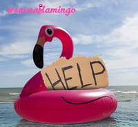 #Saveaflamingo pour sauver un flamant rose sur les réseaux sociaux