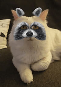 Les animaux de compagnie les plus mignons du Web
