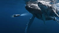 PowerRay, le drone sous-marin pour pêcheurs