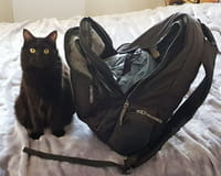Pour des vacances au poil, pensez au pet sitting !