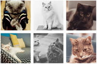 Journée internationale du chat : vous prendrez bien un petit neko café ?