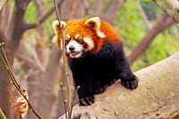 Firefox 66 coupera le son des vidéos qui se lancent automatiquement