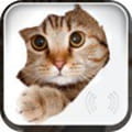 Sonnerie animaux