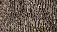 Ecosia a planté 12 millions d’arbres