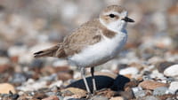 L'appli qui veut sauver les oiseaux