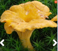 Applis sur le champignon !