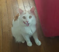 Vous aussi, célébrez la journée internationale du chat !
