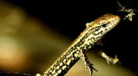 PSN/Xbox Live : un membre de Lizard Squad arrêté