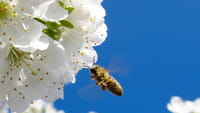 Météo Pollen : l’application qui informe sur les pics du pollen