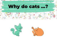 Why do cats & dogs : pourquoi les chats ont peur des concombres ?