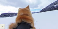 Sur Google Street View, une visite guidée du Japon avec des chiens Akita