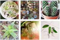 Sur le web, des communautés pour échanger ses plantes