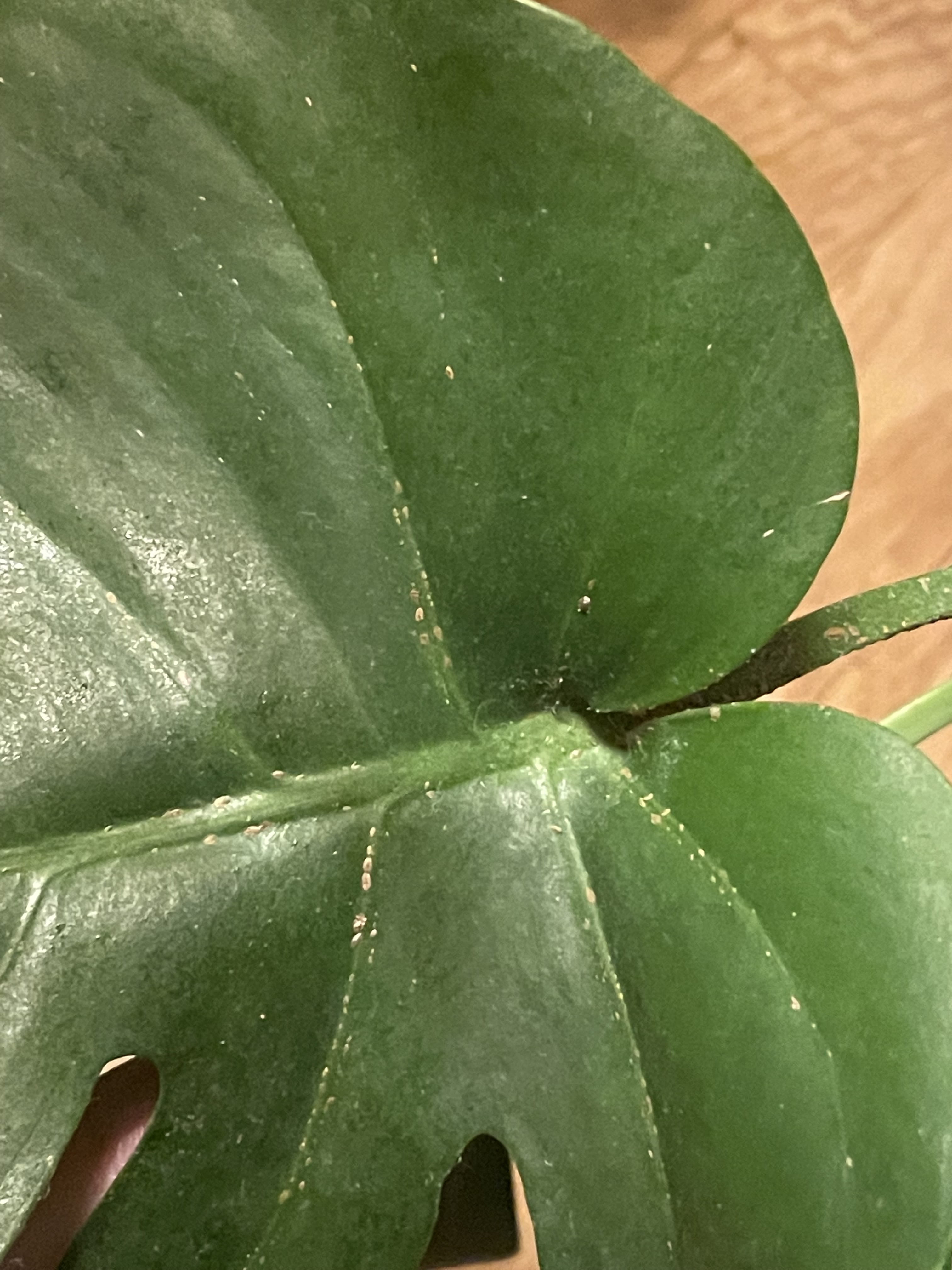 Monstera Est ce Un Parasite Une Maladie photos Plantes D int rieur Monstera Est ce Un Parasite Une Maladie photos Plantes D int rieur