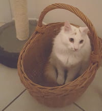 Pet-sitting : les bons plans pour faire garder son animal