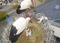 Webcam : la vie privée des cigognes de Sarralbe et d’ailleurs