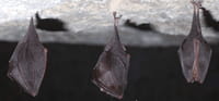 Chauve-souris : mythes et réalités