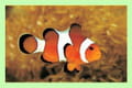 Clown fish
