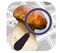 Champignouf : identifier les champignons en quelques clics