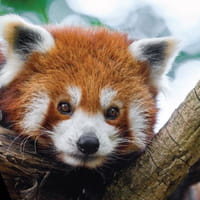 Journée mondiale des animaux : on les aime aussi sur le web !