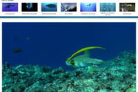 Seafootage : la banque de rushes dédiée aux images sous-marines