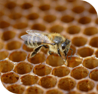 Un toit pour les abeilles : parrainez une ruche