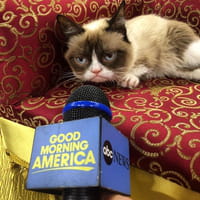 Journée internationale du chat : quand le lolcat règne sur le web !