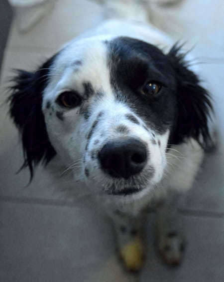 collier anti aboiement rechargeable sans douleur one pets top