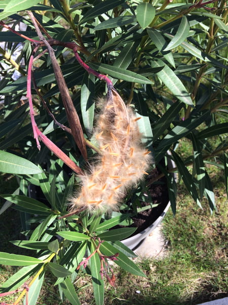Faut-il Couper Les Haricots Des Lauriers Roses Laurier rose en pot - Arbres et arbustes - Journal des Femmes