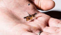 Un drone de la taille d'un insecte