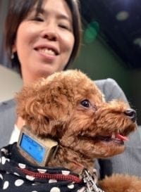 Japon : un podomètre et des services en ligne de suivi de santé pour chien